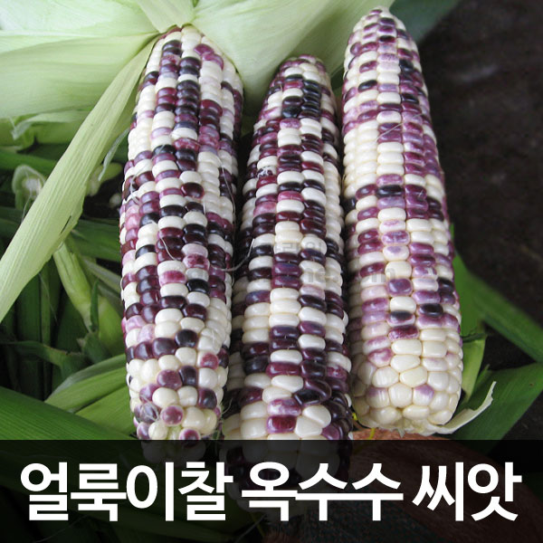 korean mix corn seed ( 600g )
