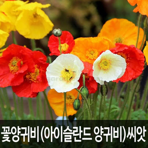 iceland poppy seed (1000 seeds)