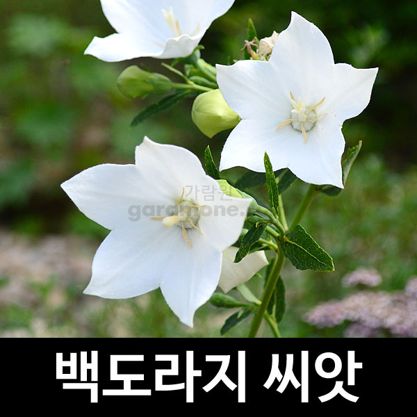 white balloon flower / big bellflower seed (1000 seeds)