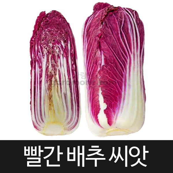 red pupple cabbage seed ( 100 seeds )