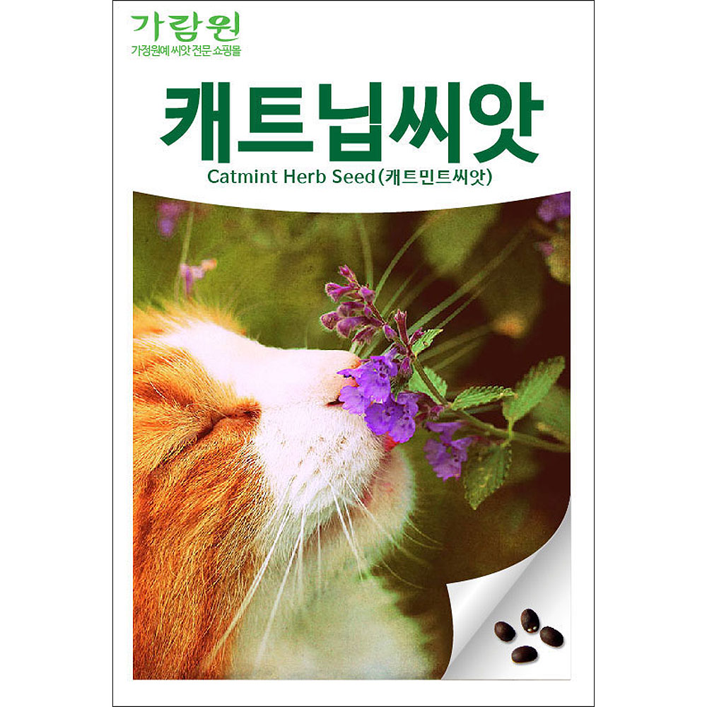 catmint herb seed (800 seeds)