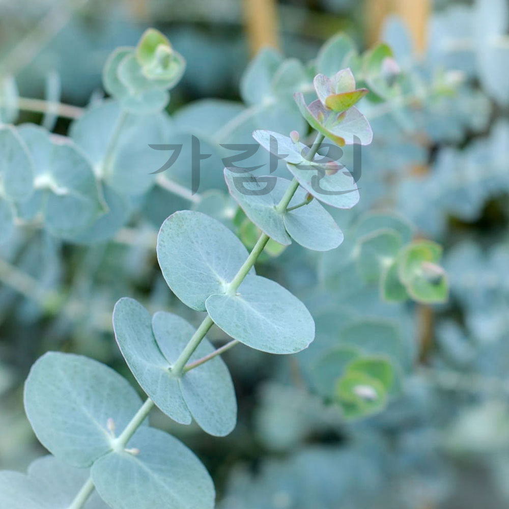 Baby Blue Eucalyptus Seed ( 10 seeds )
