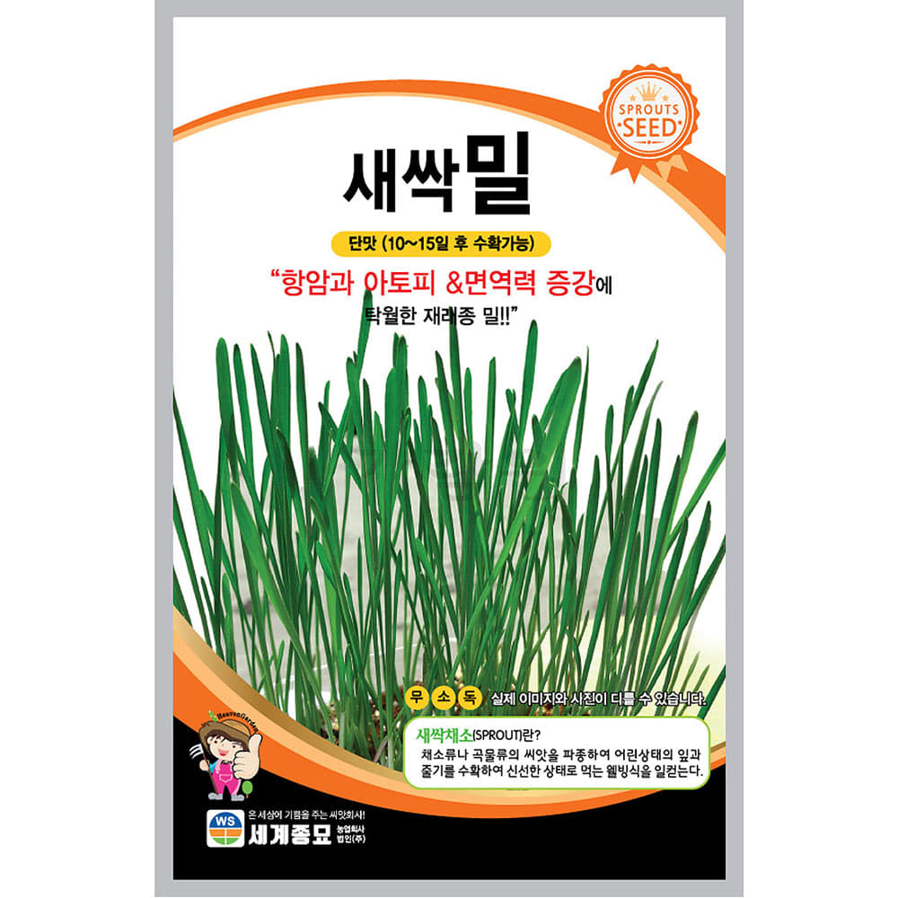 새싹 sprout wheat seed (700 seeds)