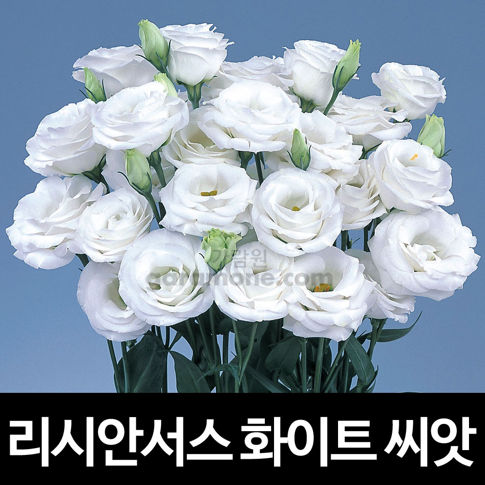 white lisianthus seed ( 10 seeds )