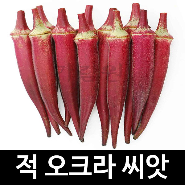 red okra seed ( 20 seeds )
