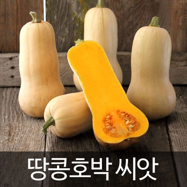 butternut squash seed (10 seeds)