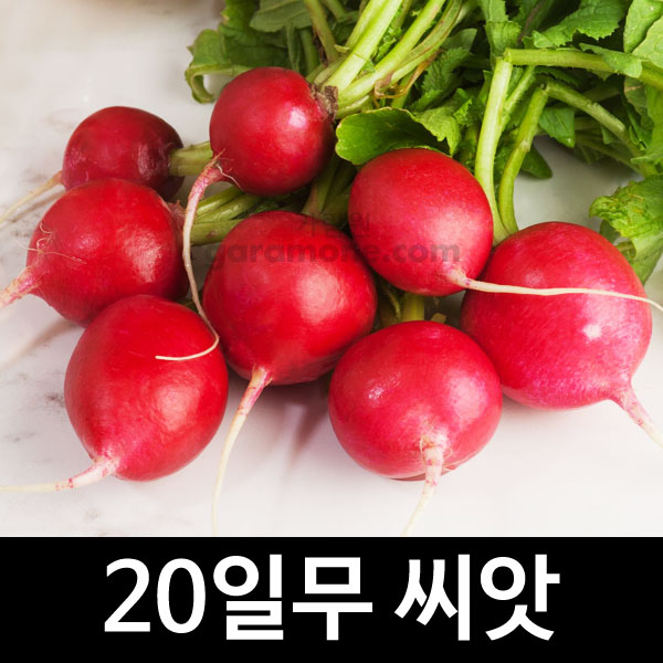 red radish seed  ( 1000 seeds )