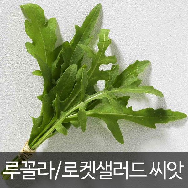 rucola / rocket salad seed ( 10g )