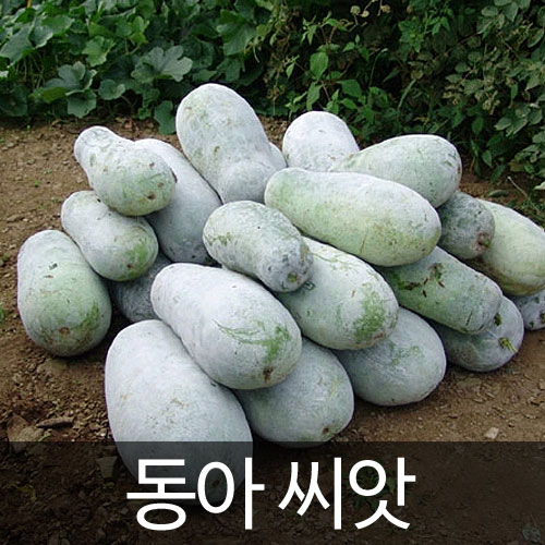 wax gourd / white gourd seed (30 seeds)