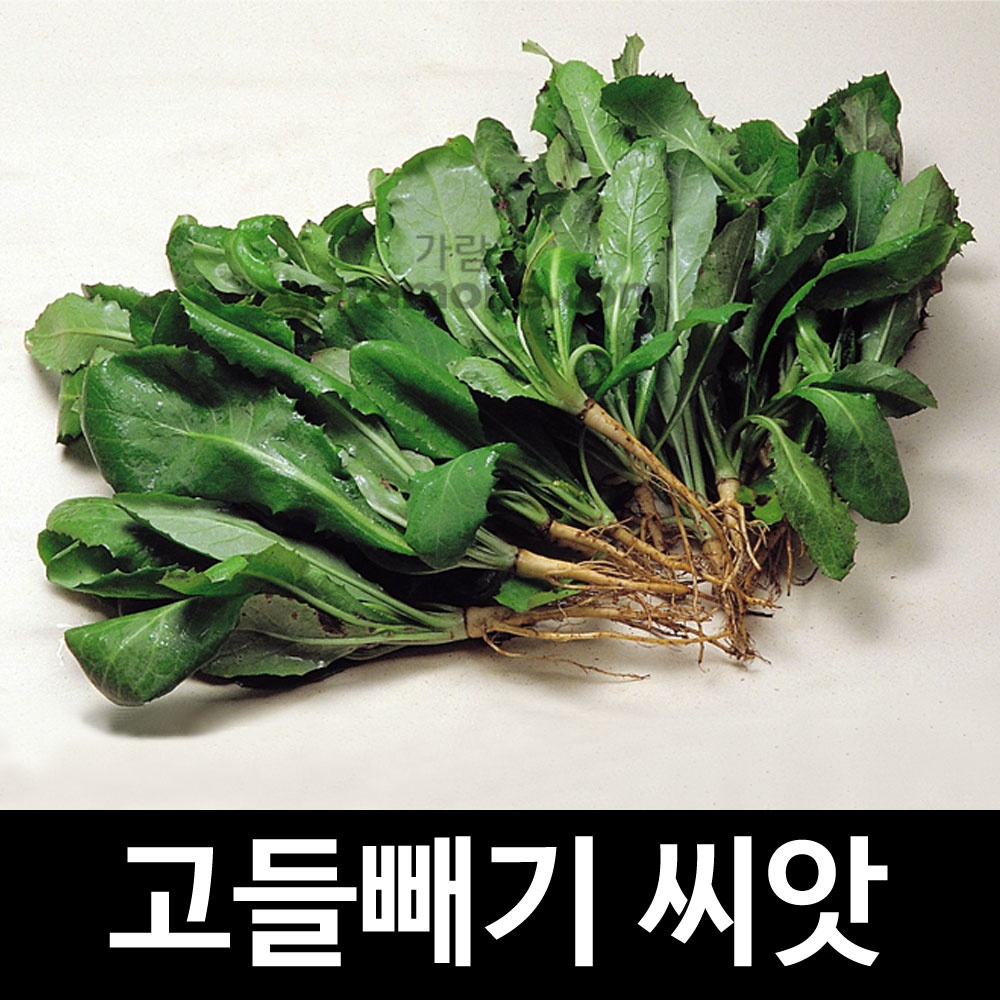 youngia sonchifolia seed (5000 seeds)